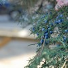 Boulder+Locavore+juniper+berries+817-2