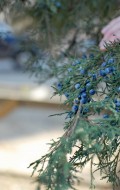 Boulder+Locavore+juniper+berries+817-2