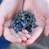 Boulder+Locavore+juniper+berries+819-2