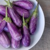 Fairytale Eggplant | BoulderLocavore.com