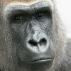 WesternLowlandGorilla_02
