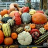 harvest