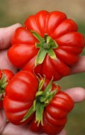 Tomatoes | BoulderLocavore.com