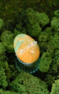 Bleeding Tissue dyed Easter Egg | BoulderLocavore.com