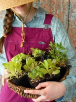 Square Foot Gardening | BoulderLocavore.com