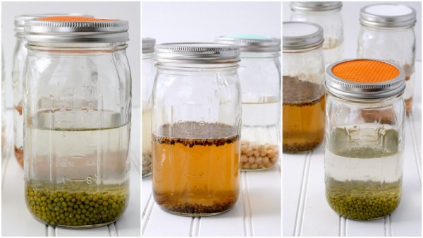 {Tutorial} Sprouting 101 | BoulderLocavore.com
