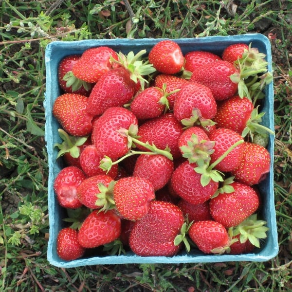 Strawberry Logo pic 