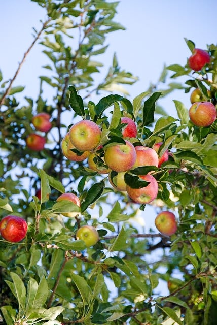 An apple hanging from a branch