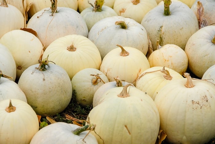 loukonen farms white pumpkins