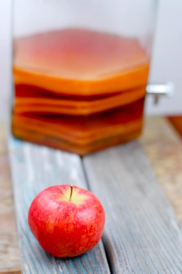 Vinegar mothers in a jar of homemade apple cider vinegar