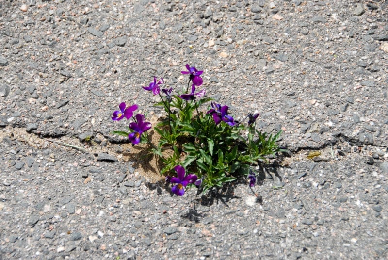 pansies in asphalt