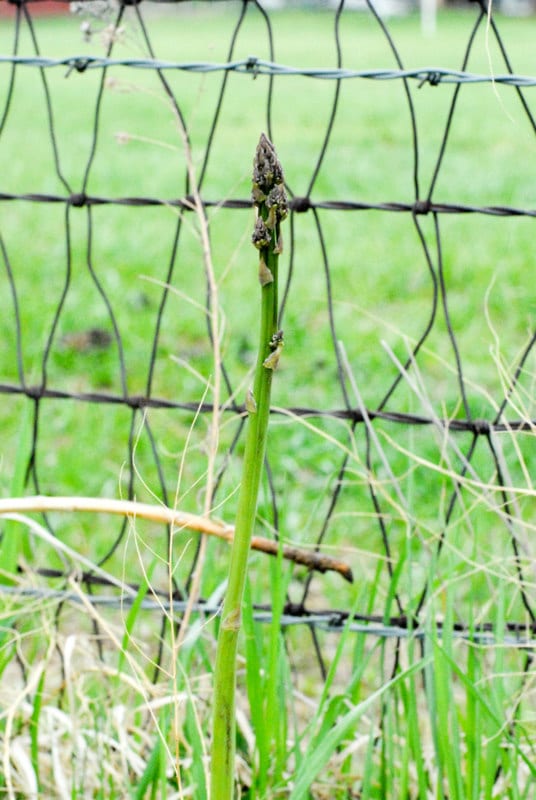 stalk of wild asparagus by metal fencing