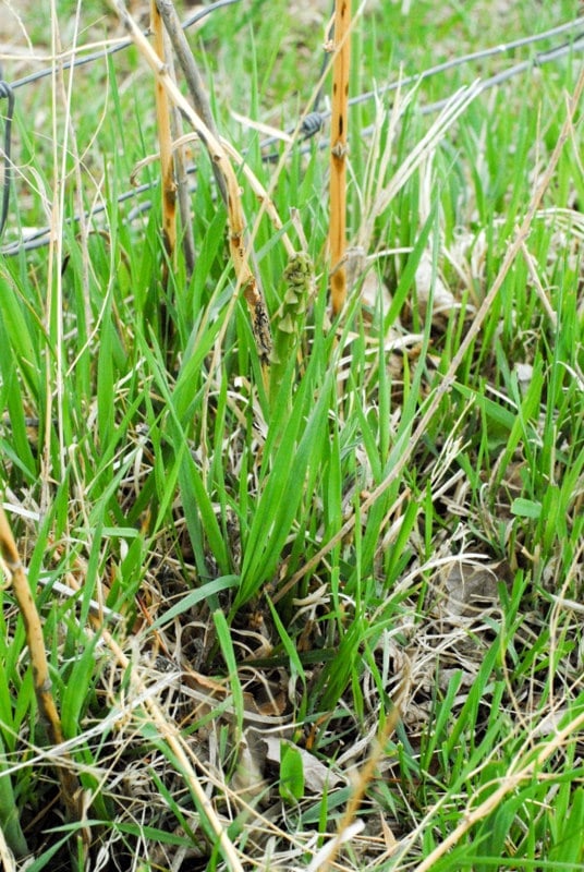 wild asparagus in grass