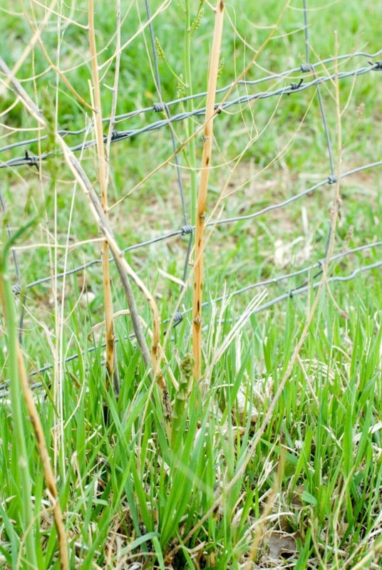 new wild asparagus near old dead plant