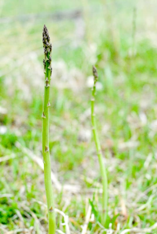 two stalks of wild asparagus in pasture