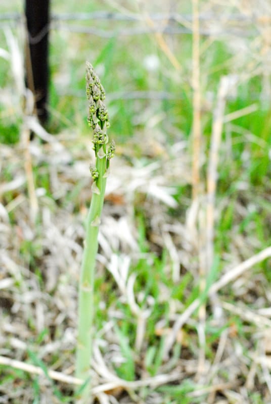 Foraging for wild asparagus