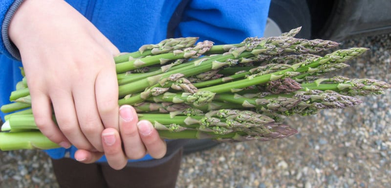 Bundle of wild asparagus