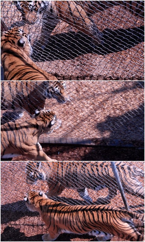 A tiger in an enclosure