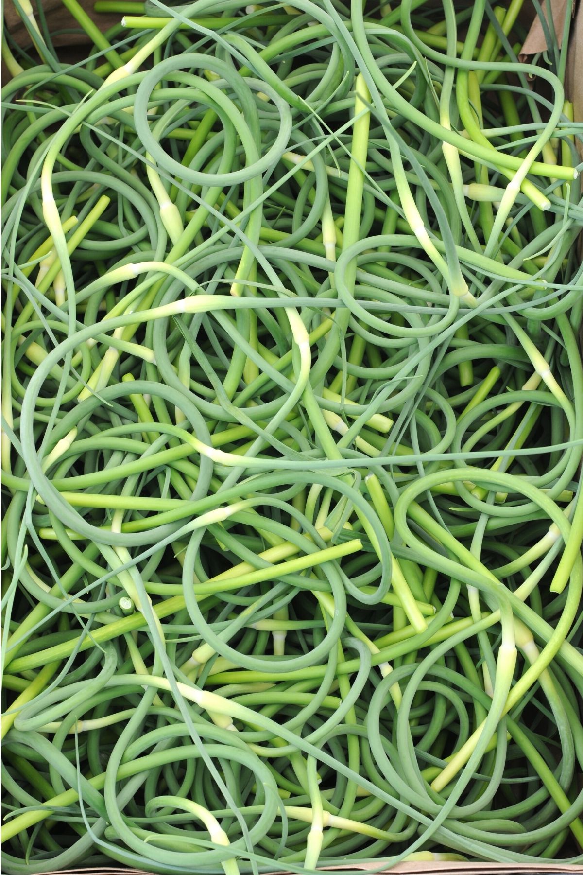 garlic scapes