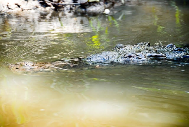 Crocodile, Palo Verde National Park, Costa Rica