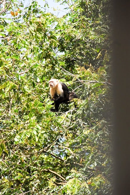 Howler Monkey, Palo Verde National Park, Costa Rica