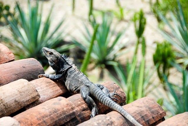 Iguana, Palo Verde National Park, Costa Rica