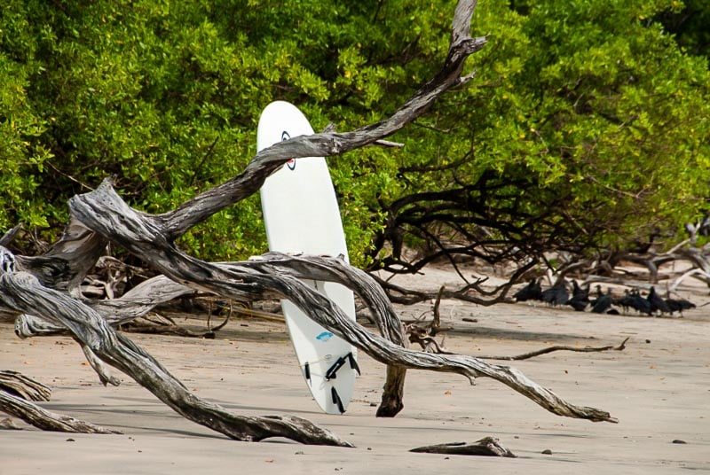 white surfboard propped against a driftwood tree on beach