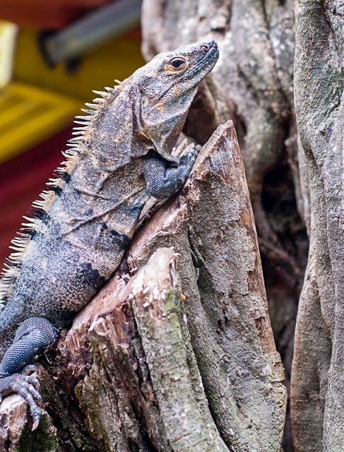 Tamarindo Costa Rica iguana