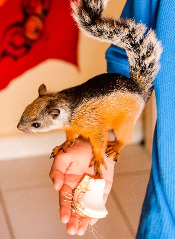 orphaned baby squirrel in Costa Rica eating fresh coconut out of a boy's hand