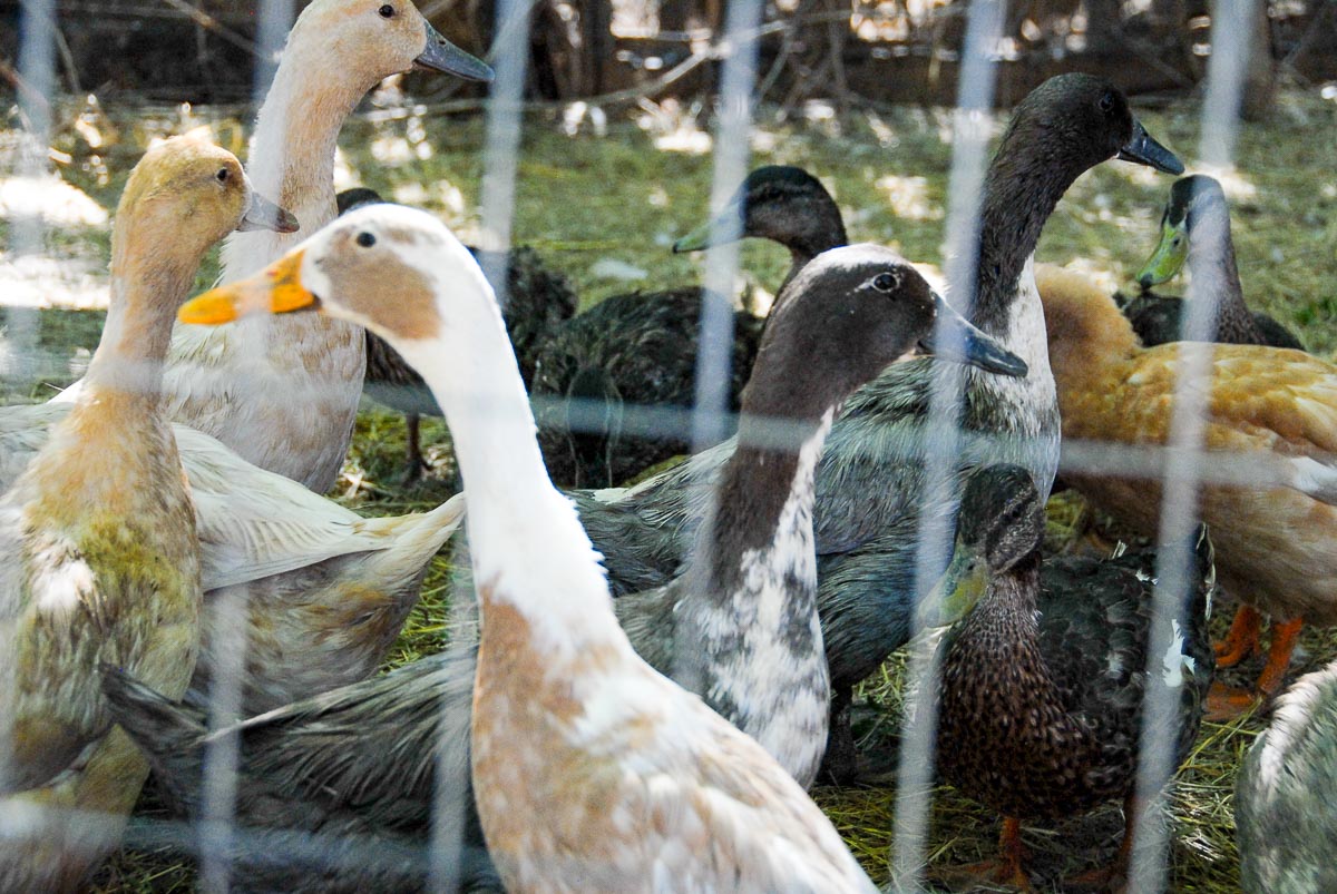 ducks in a pen