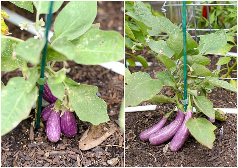 fairy tale eggplant growing on trellis