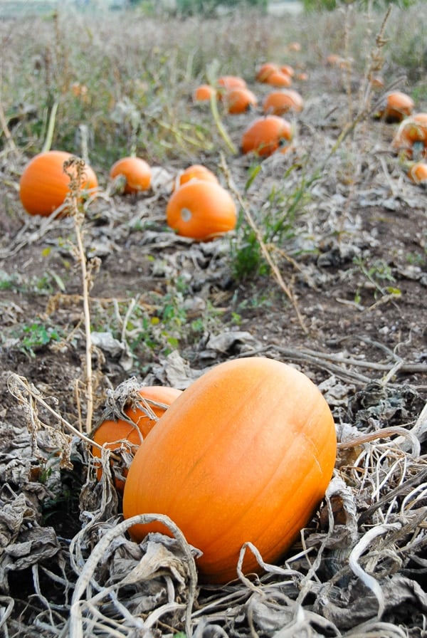 Pumpkin Patch with pumpkins