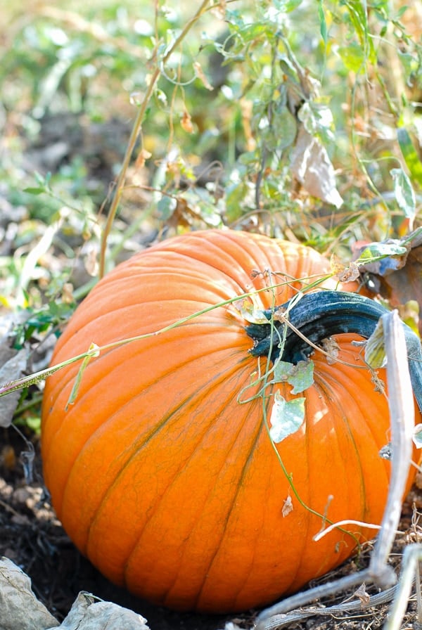 Pumpkin Patch Boulder CO - large pumpkin