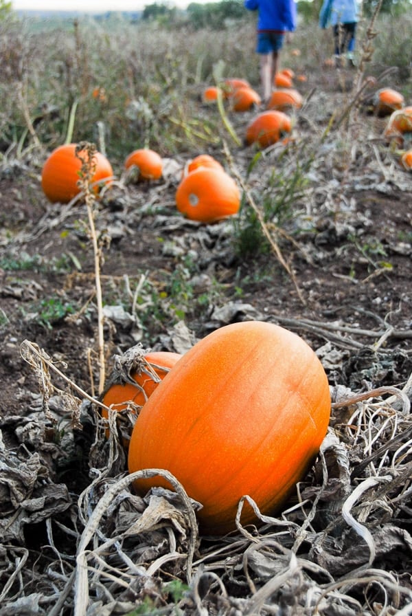 Pumpkin Patch kids - orange pumkins