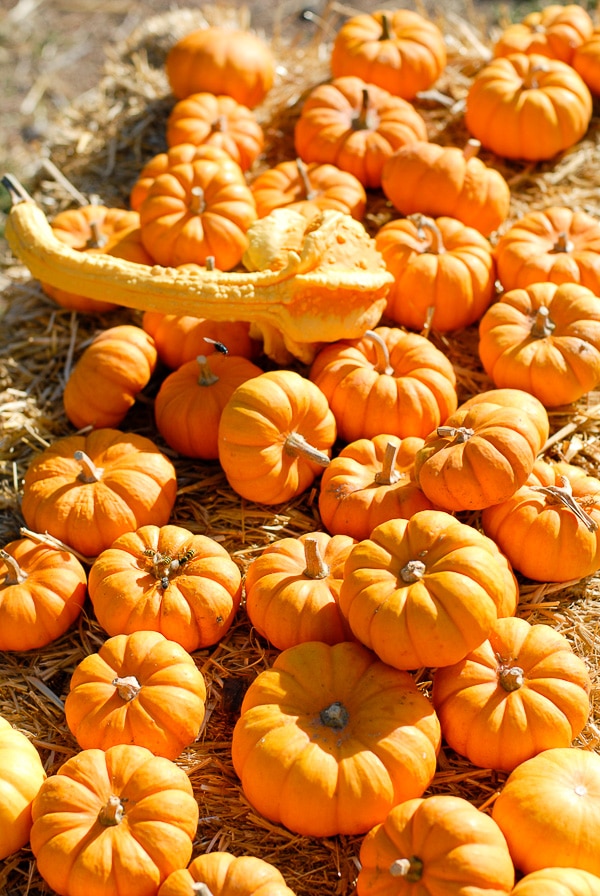 Pumpkin Patch mini pumpkins 