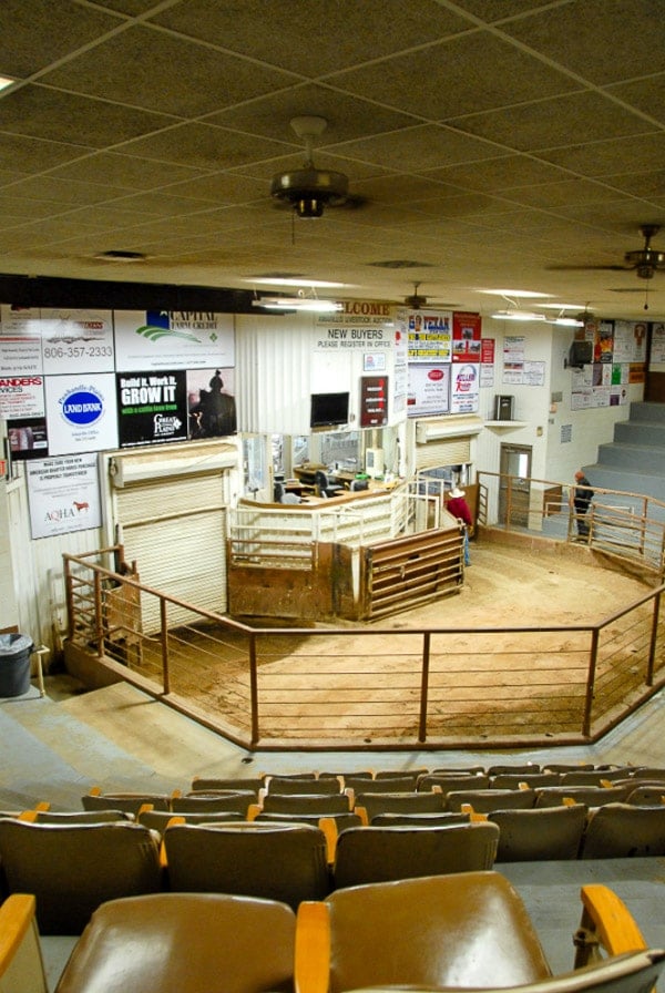 Cattle auction ring at the Stockyard in Amarillo Texas