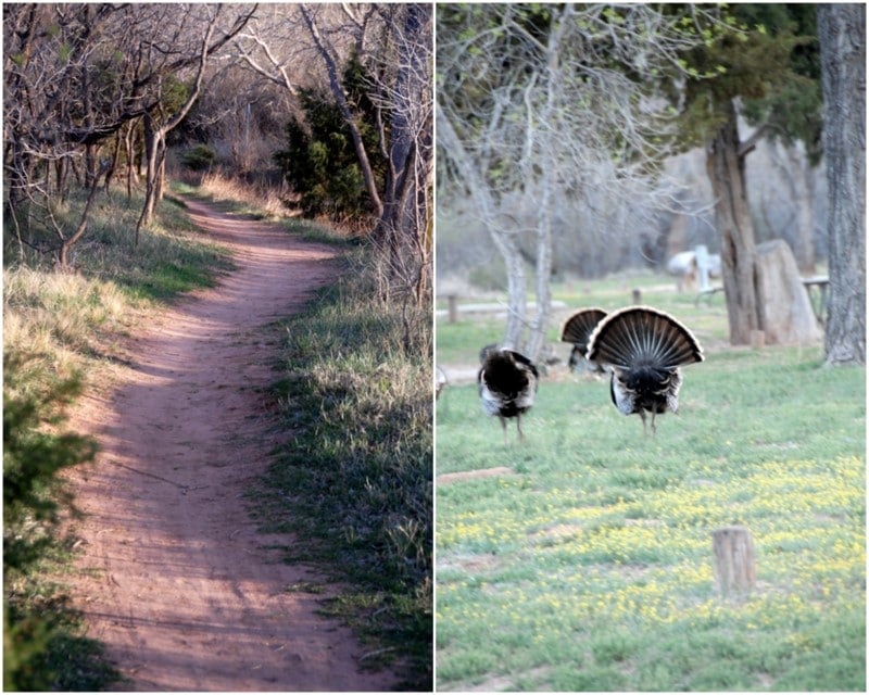 Wild turkeys and hiking trail at Palo Duro Canyon park Texas