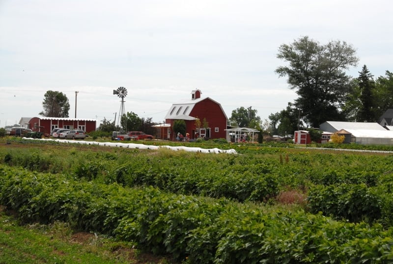 berry patch farms brighton colorado