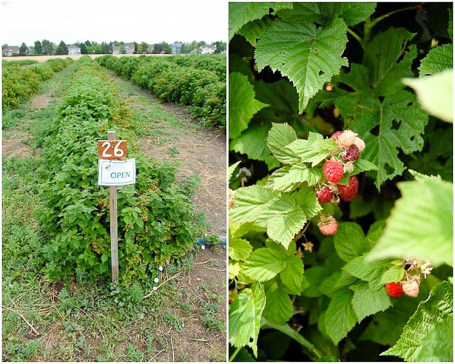 U-Pick Raspberry Farm with ripe red raspberries and row markers in Boulder Colorado