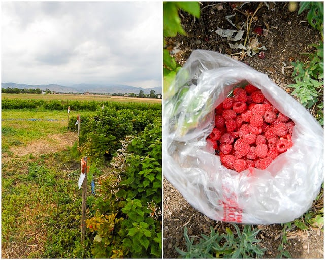 View of the Rocky Mountains from U-Pick Raspberry Farm and freshly picked raspberries in Boulder Colorado 