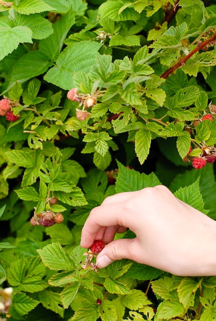 Picking fresh ripe raspberries 