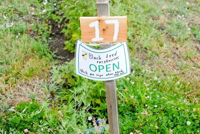 Row markers for raspberry U-Pick farm Boulder Colorado 