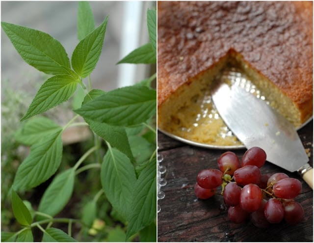 Olive oil cake with slice removed