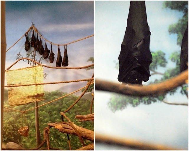 bats handing upside down at zoo