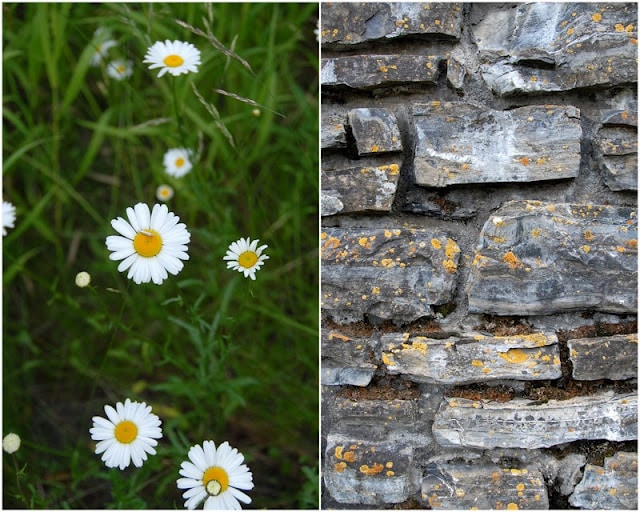 wild daisies and brick wall photo collage