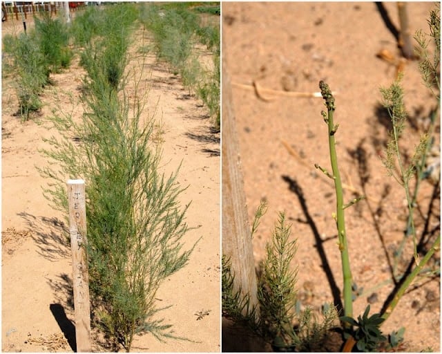 asparagus plants at farm