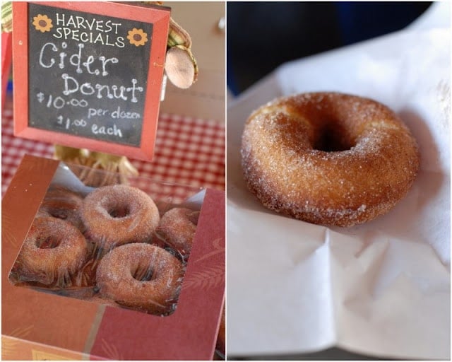 Apple Cider Donuts Made With Dash Donut Maker