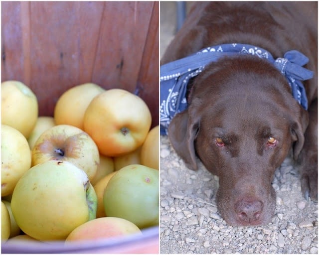 Bushel of hand picked apples and farm dog 