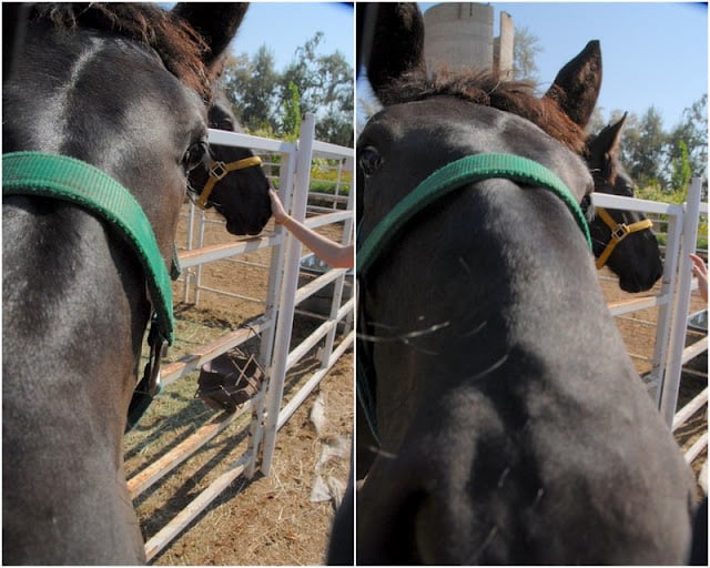 close up of black Percheron Horses sticking nose in camera lens