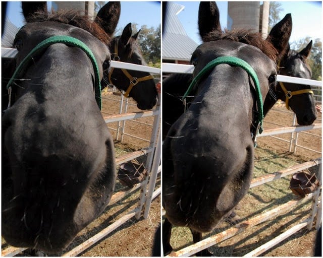 black Percheron Horses close up